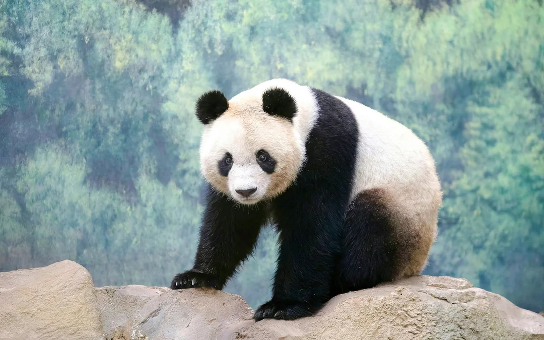 ZooParc de Beauval 2-Day Entry Ticket Image 12