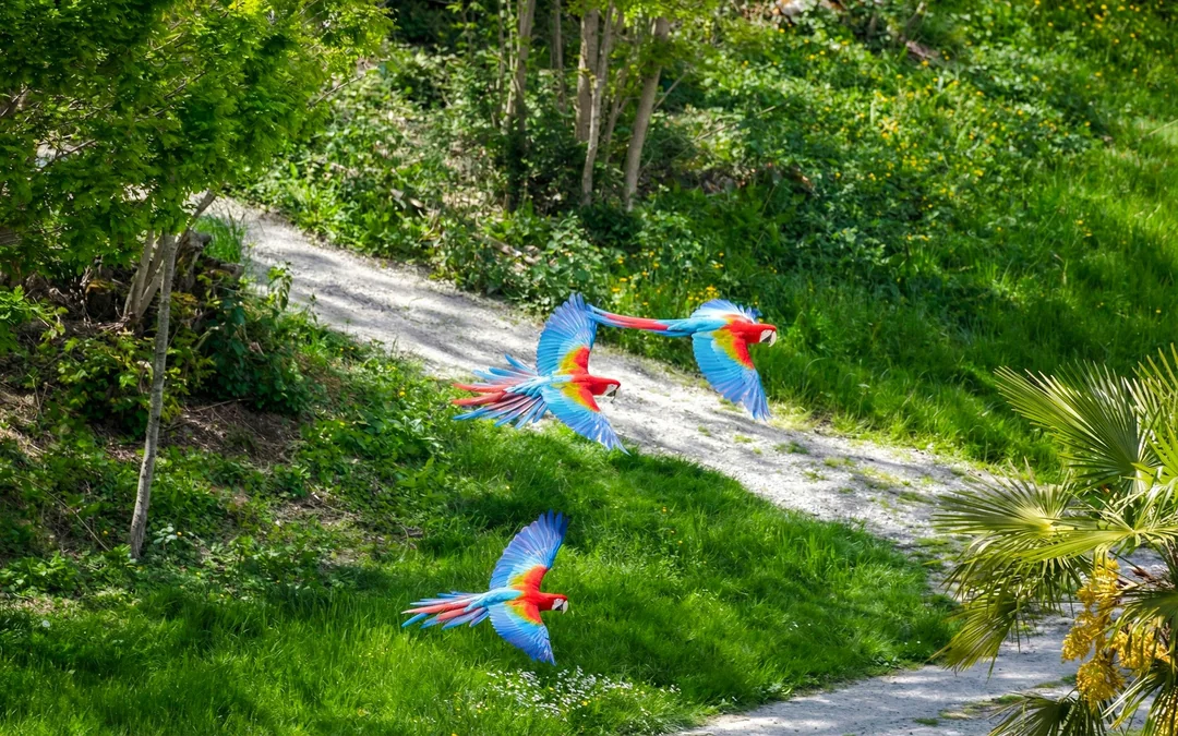 ZooParc de Beauval 2-Day Entry Ticket Image 5